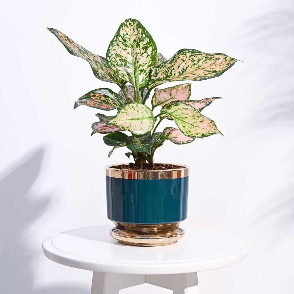UGAOO Aurelius Round Ceramic Pot |Indoor Ceramic Planter for Home, Office, Garden, Balcony - Dark Teal (5 Inch) (B0CTTWD945) Amazon Price History, Amazon Price Tracker