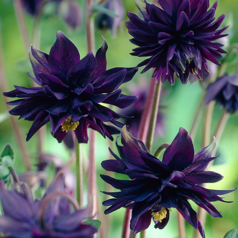Black Barlow Columbine