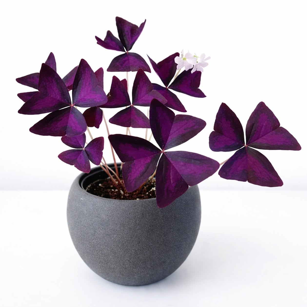 Indoor Focus Oxalis Triangularis Bulbs