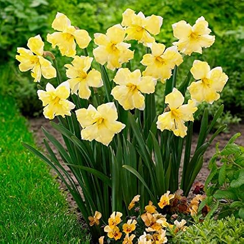5 Narcissus Split-Corona Cassata Daffodil Bulbs Cover
