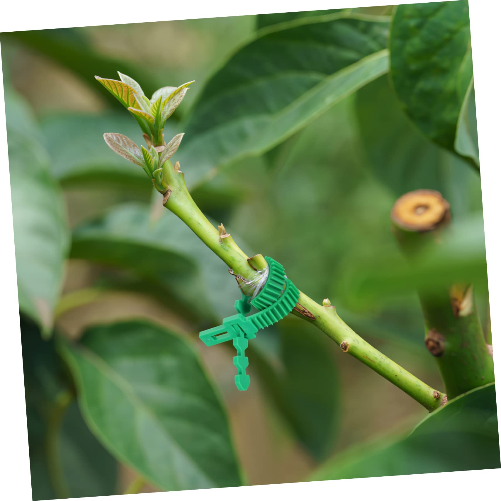 BESPORTBLE 54pièces Attaches De Plantes Réglables Support pour Arbres Et Vignes Lien Et Ajustable pour Fixer Vos Plantes Toute Sécurité
