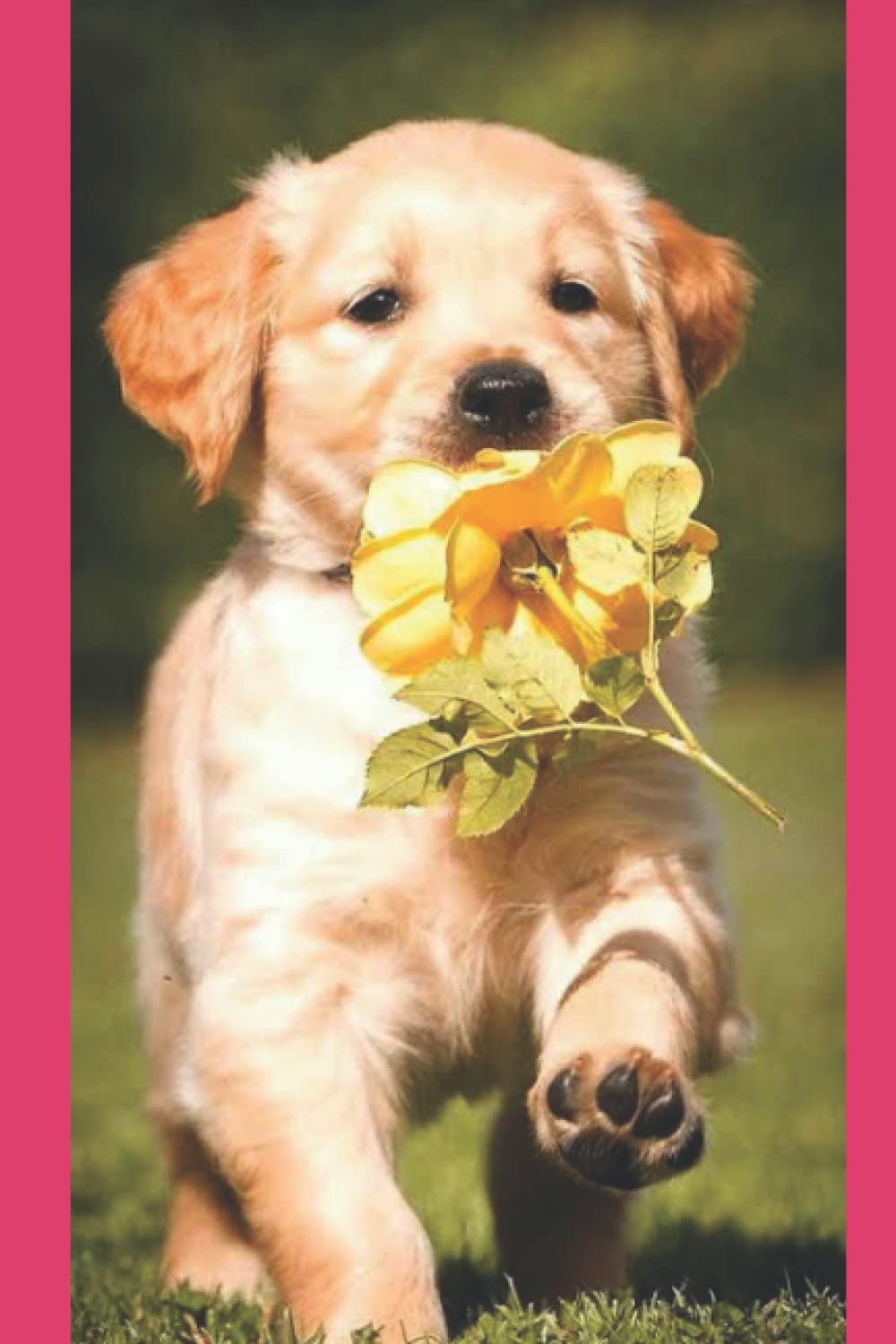 Dog Drawing Book child