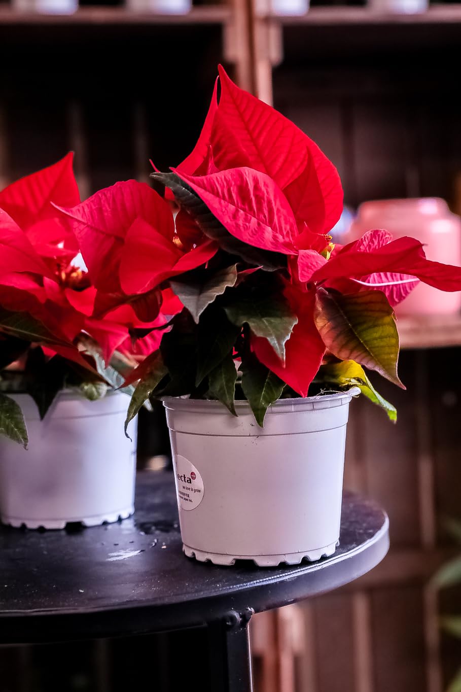 ドイリー1130❤️クリスマス雪の結晶 ポインセチア 葉牡丹 薔薇✨大判40cm ドイリー1130❤️クリスマス雪の結晶 ポインセチア 葉牡丹 薔薇