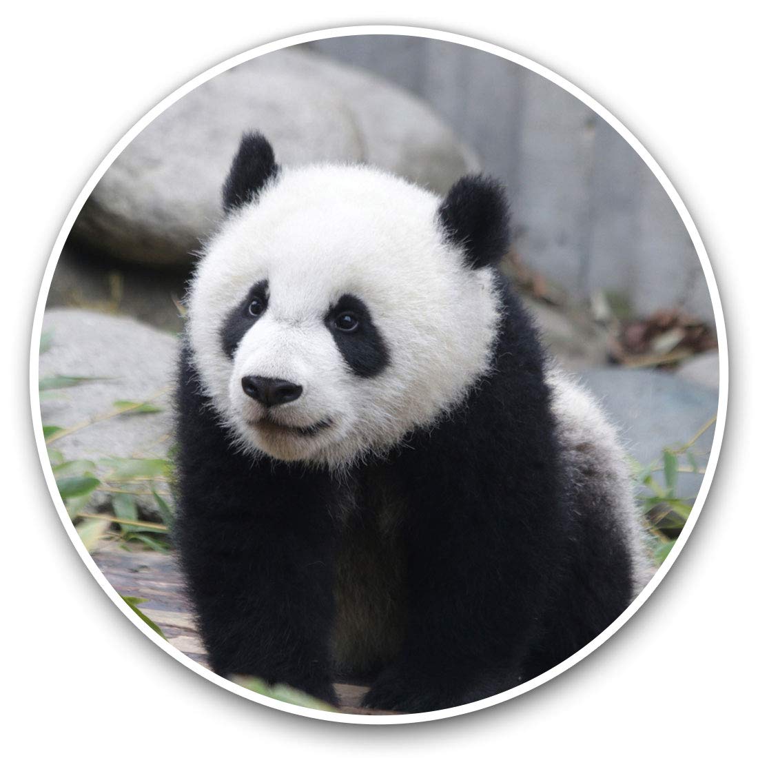 Vinyl Stickers (Set of 2) 7.5cm - Baby Panda Bear China #21174