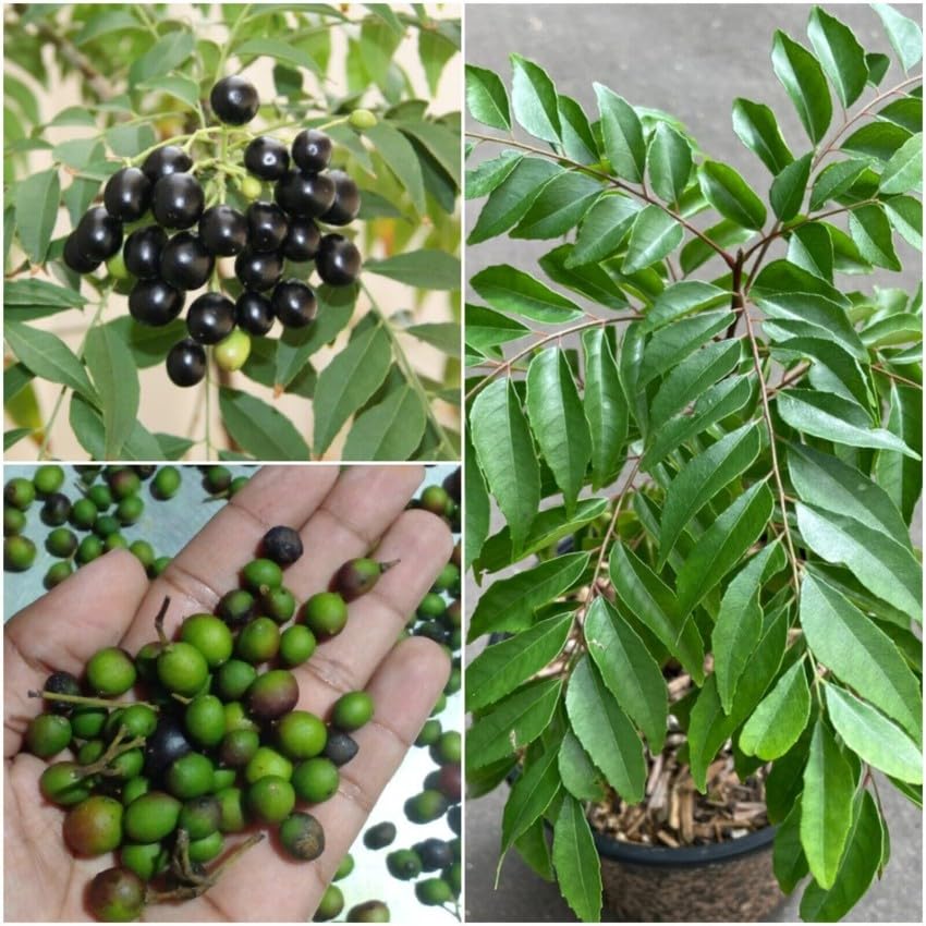 See full amazon price history chart for Curry leaves seeds for planting Pack of 16 seeds Curry leaves seeds for planting Pack of 16 seeds (B0CRR8TLQW) Amazon Price History, Amazon Price Tracker