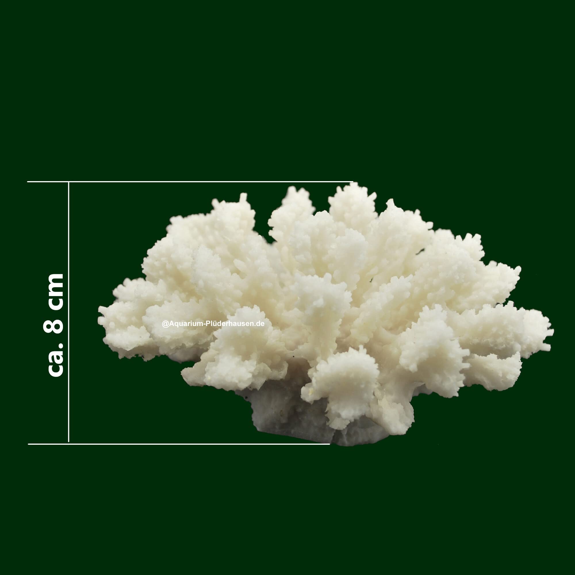 Steinkoralle,15 x16 x8 cm, SPS, Aquarium Meerwasser Korallen, Blumenkohl