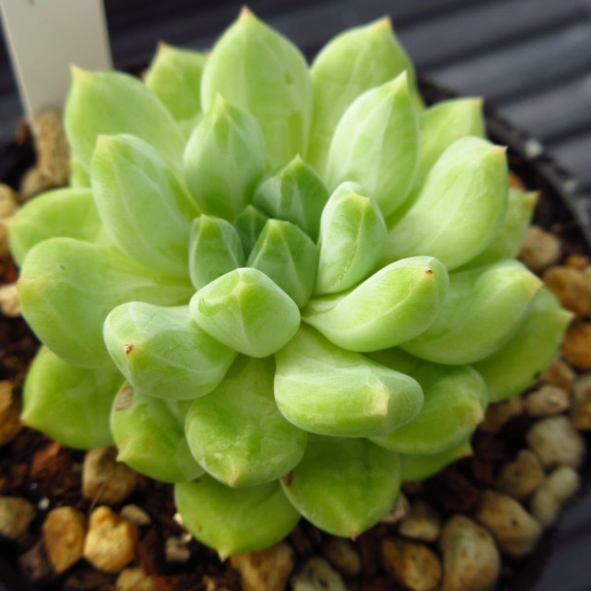 韓国苗 多肉植物美苗 精品交配種 100苗 大苗 1苗3-4cm