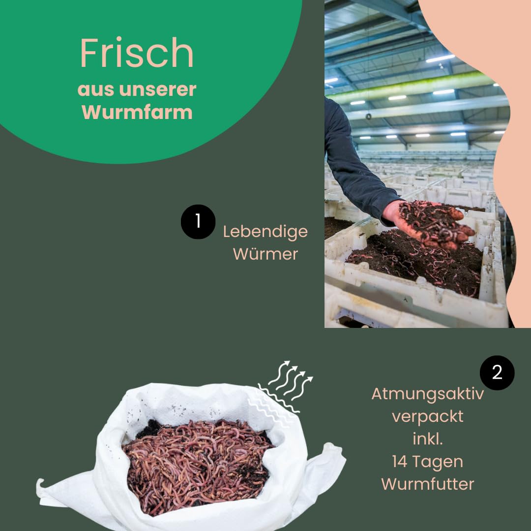 Kompostwurm-Mix 500 gram ≈ 500 STK. eingebettet in Kompost für 100% sicheres Versand | Mit 3 Arten lebenden Kompostwürmer | Billiebin