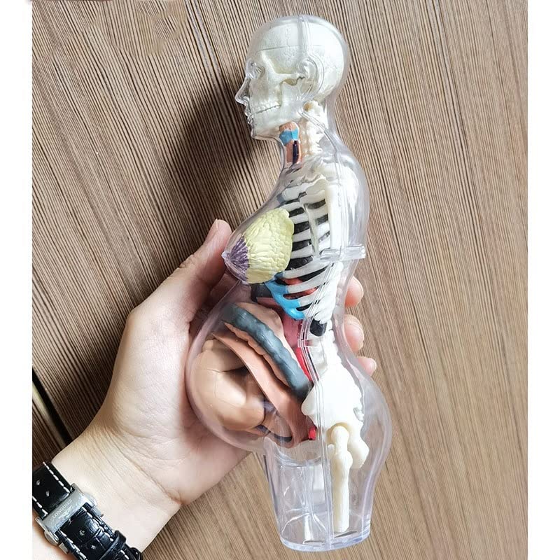 Cuerpo humano transparente uso anatómico esqueleto humano embarazada Bricolaje Anatomía Modelo Equipo educativo Ciencias Médicas 4D MASTER