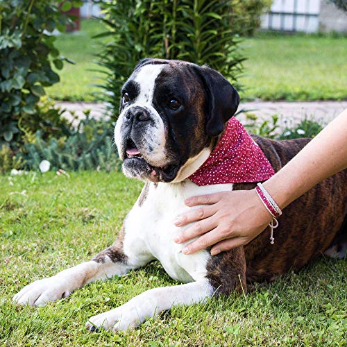 Hundehalstuch mit Halsband und Freundschaftsarmband von Pettsie, Verstellbare Größen S, M, und L, Abnehmbares Bandana Tuch, Attraktive Verpackung Inklusive, Hundeliebhaber, M, Rot