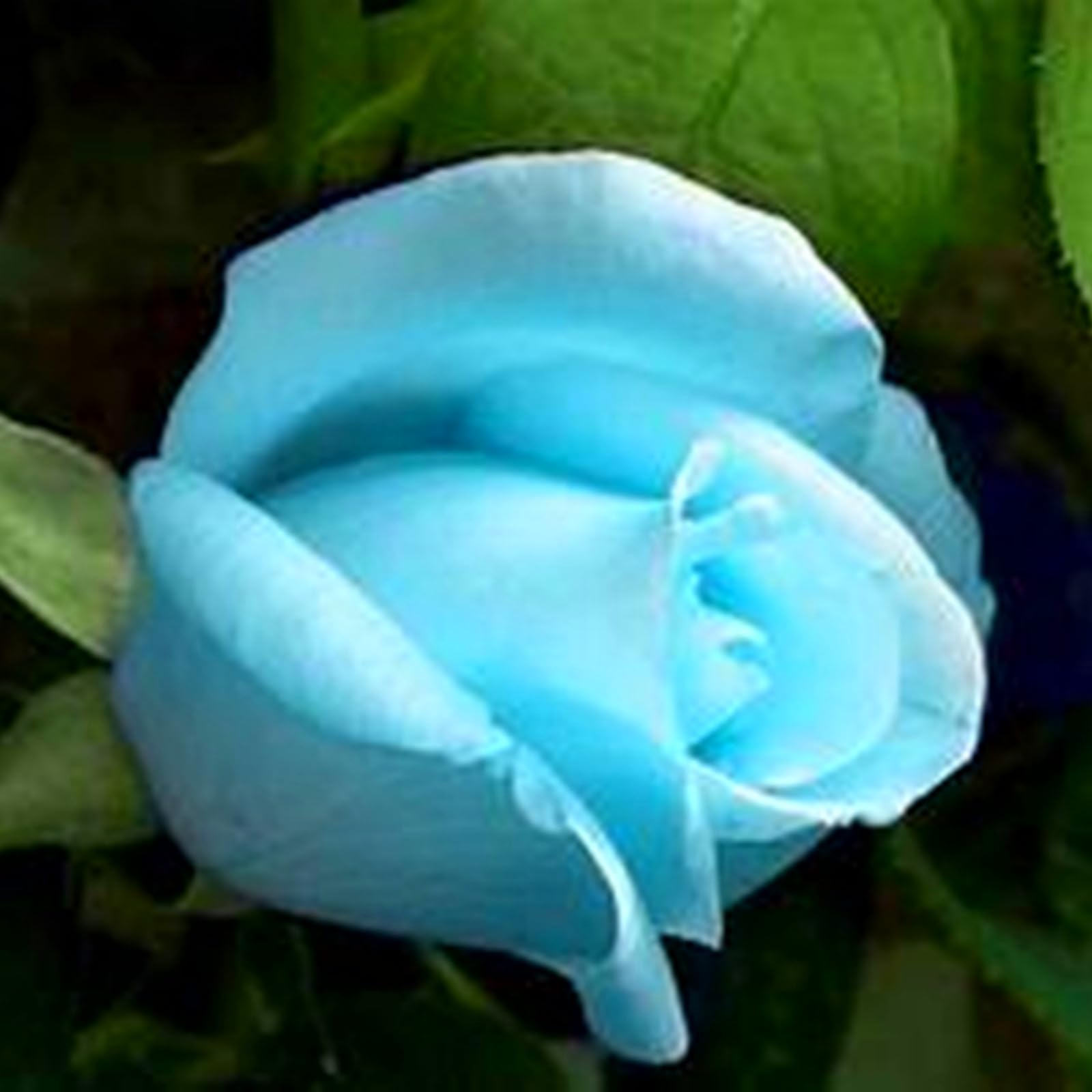 Perennial,Multicolor Rose Bulbs,for Stunning Garden Displays-4 Bulbs-A