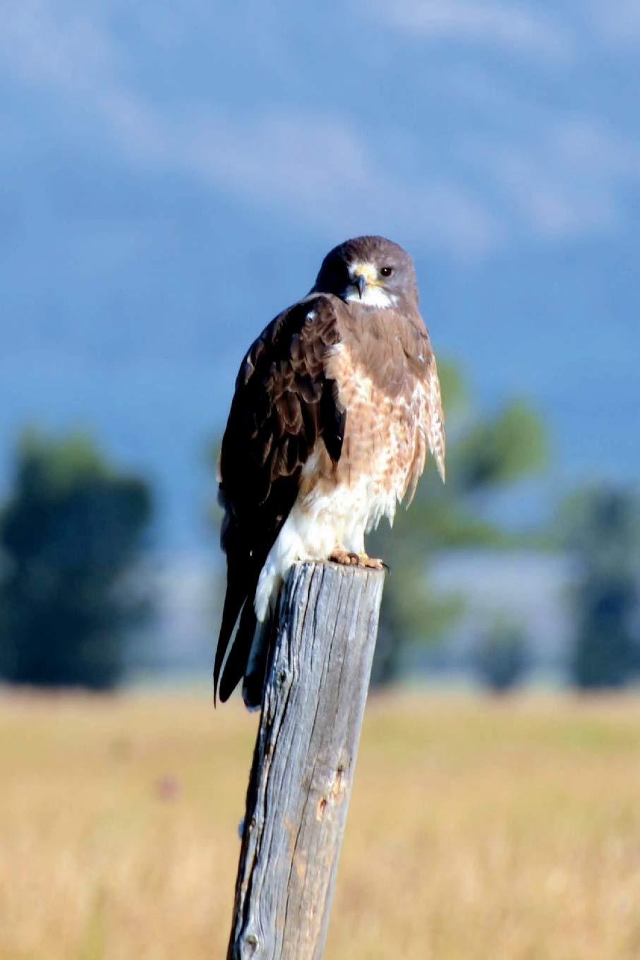 Swainson's Hawk Journal: 150 page lined notebook/diary