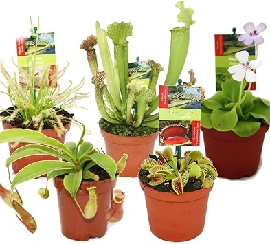 Exotenherz - Carnivorous Plant Starter Set - 5 Plants