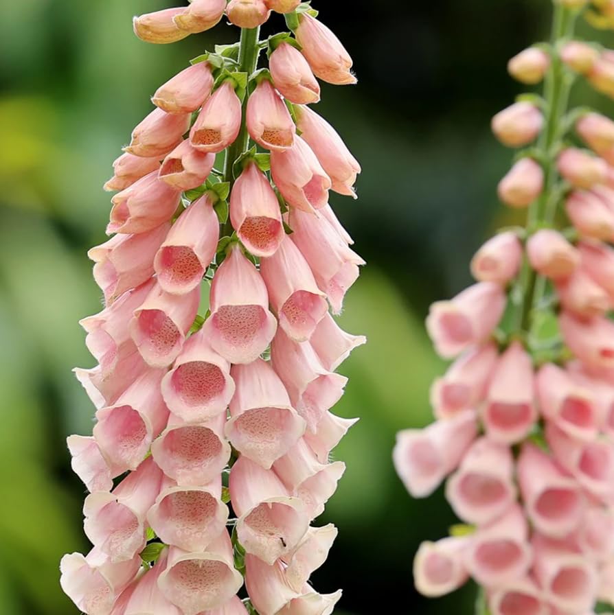 1 Pack of 2500 SEEEDS Foxglove Suttons Apricot
