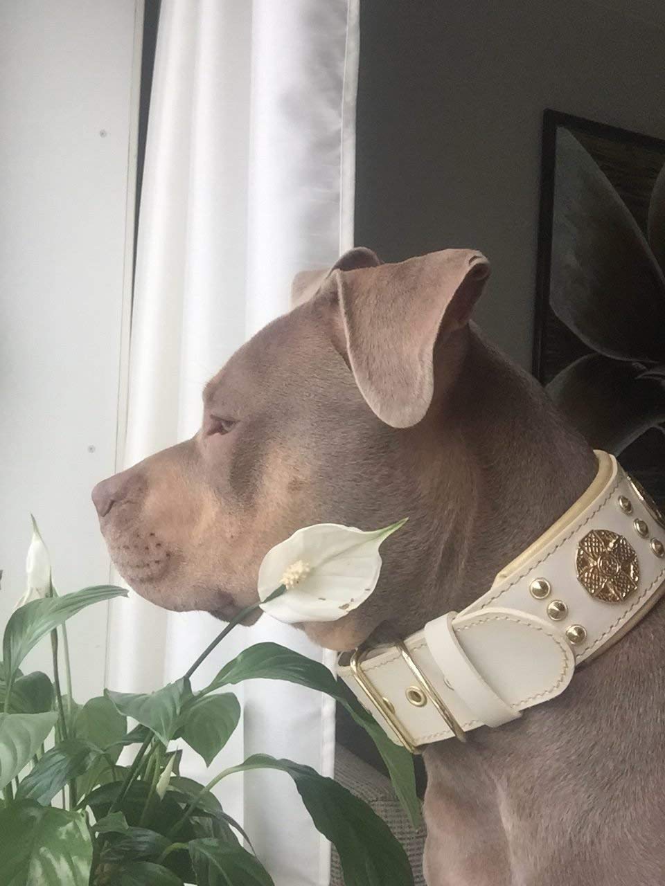 Bestia Maximus Weiss Echtleder Hundehalsband für große Hunde. 100% Leder. Weich gepolstert. 6,3 cm breit. Einzigartiges Design und Qualität