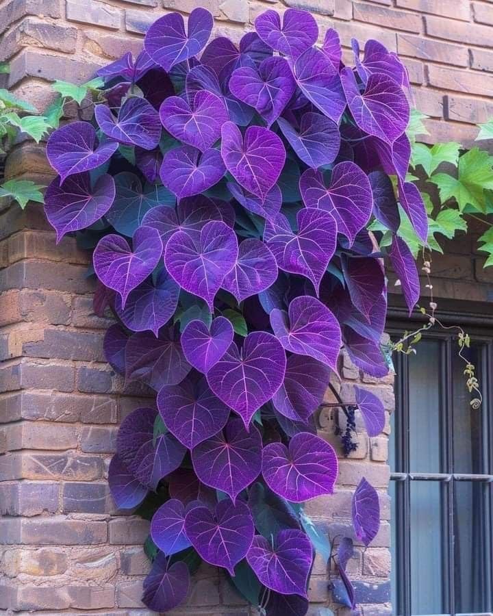 Ritz Farming® sweet potato vine flower seeds for Home and Gardening pack of 30 to 40 seeds (PURPLE) (B0DCKC6JWD) Amazon Price History, Amazon Price Tracker