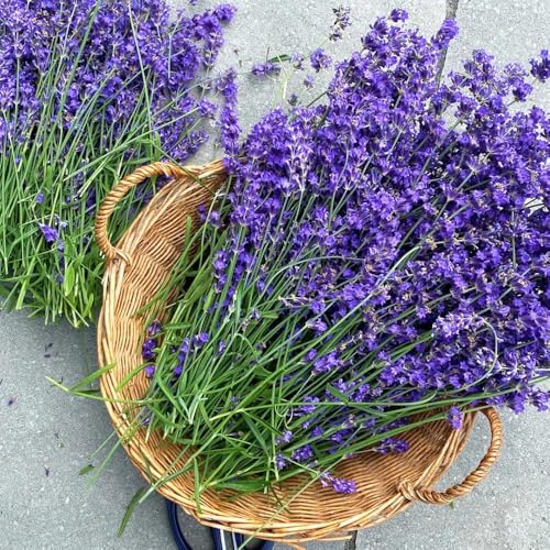 80 piezas semillas de lavanda resistentes - jardín primavera semillas de lavanda decoración prado balcón resistentes,