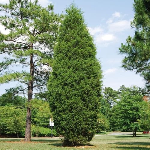 Brighter Blooms - Brodie Eastern Red Cedar Tree, 1-2 ft. - No Shipping to AK, AZ, CA, HI