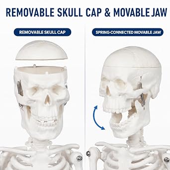 17.7-Inch Mini Human Skeleton Model for Anatomy Study