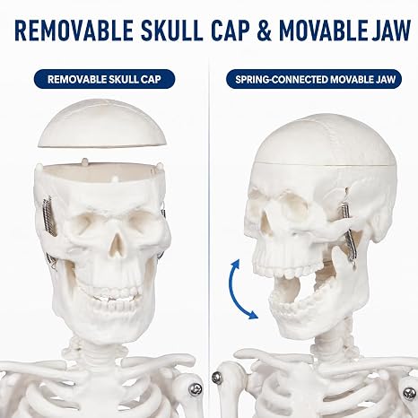 17.7-Inch Mini Human Skeleton Model for Anatomy Study