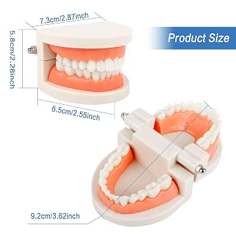 2Pcs Teeth Dental Demonstration Model Tooth Model Dental Model Anatomical Teeth Model Child Teeth Teaching for Dental Teaching or Oral Care