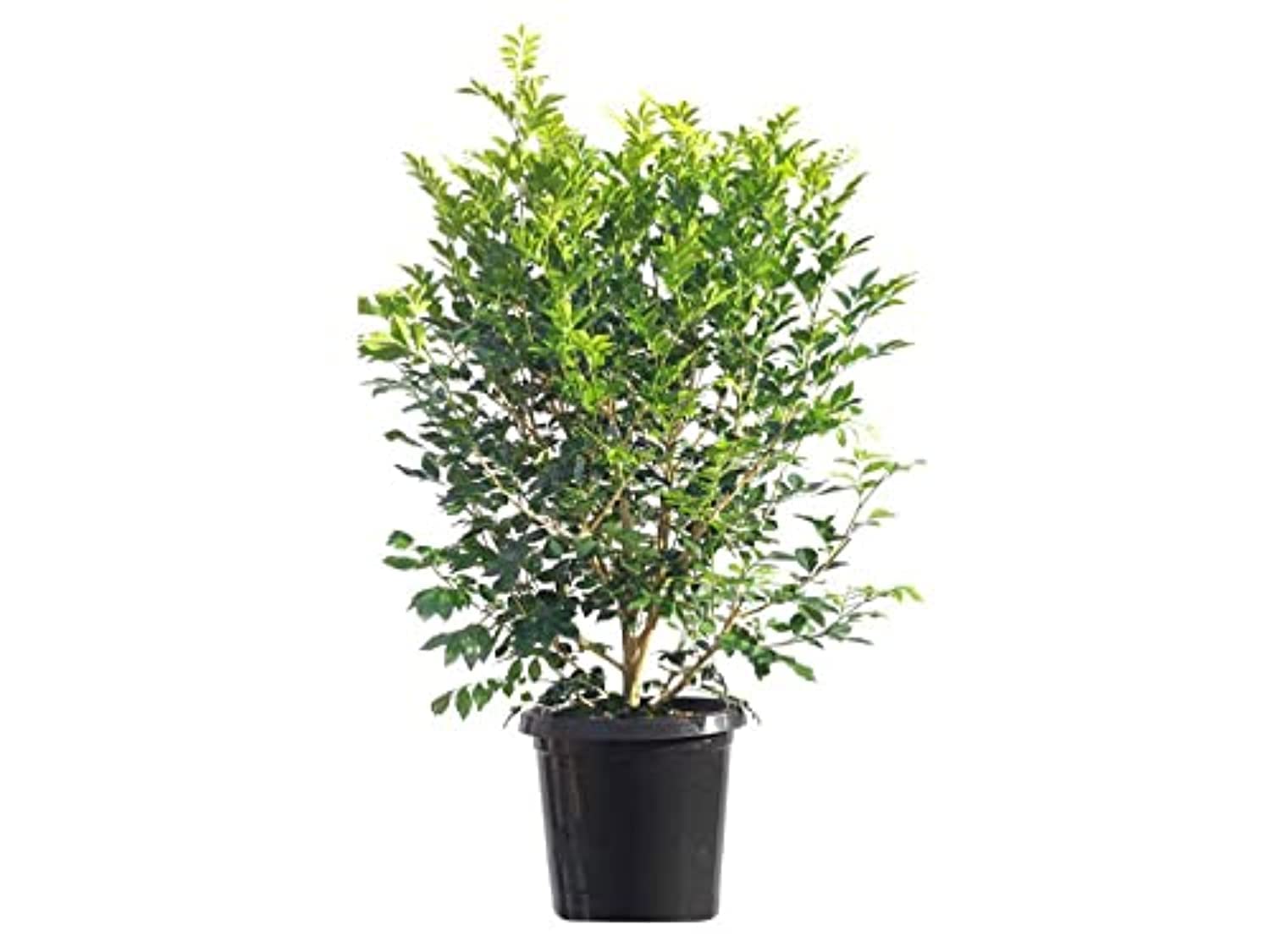 Murraya Paniculata Orange Jessamine Plant, Green