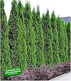 BALDUR Garten Thuja occidentalis Smaragd Lebensbaum,5 Pflanzen Thujahecken