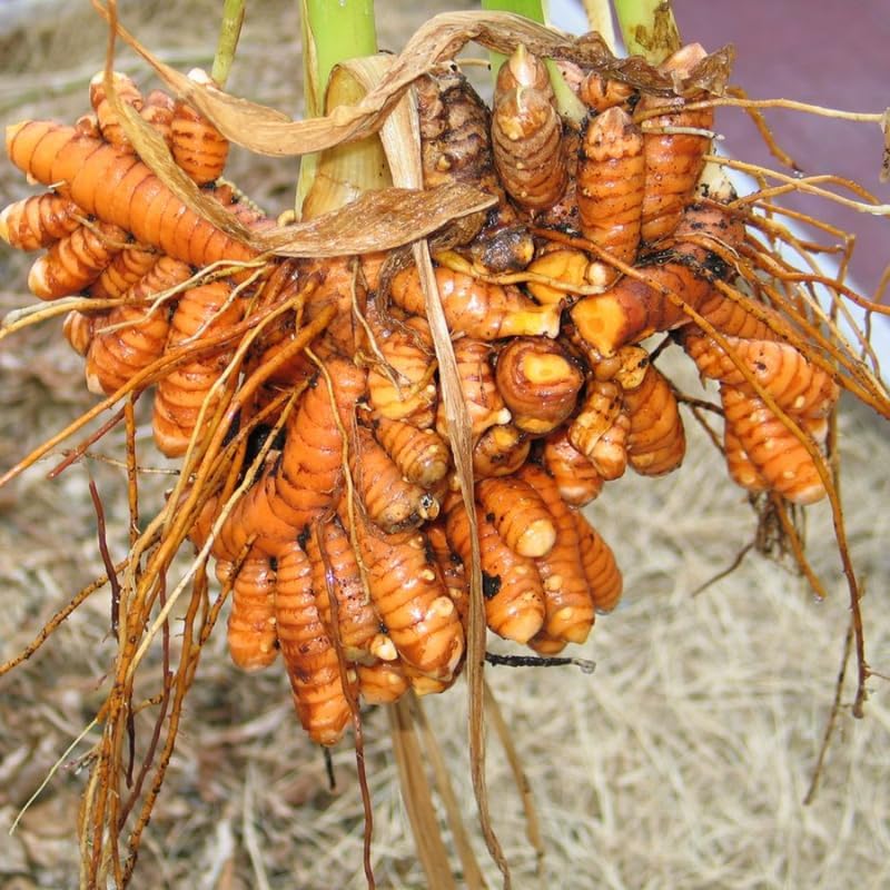 Pack of 2 Turmeric Plants, 5-9 Inch Tall Live Yellow Tumeric for Planting Outdoors