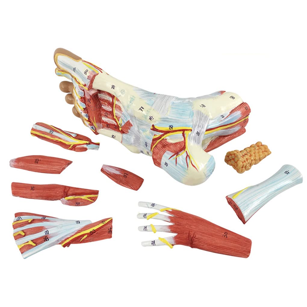 Buy UIGJIOG 11 Anatomical Model of The Foot Is Divided into 9 Parts