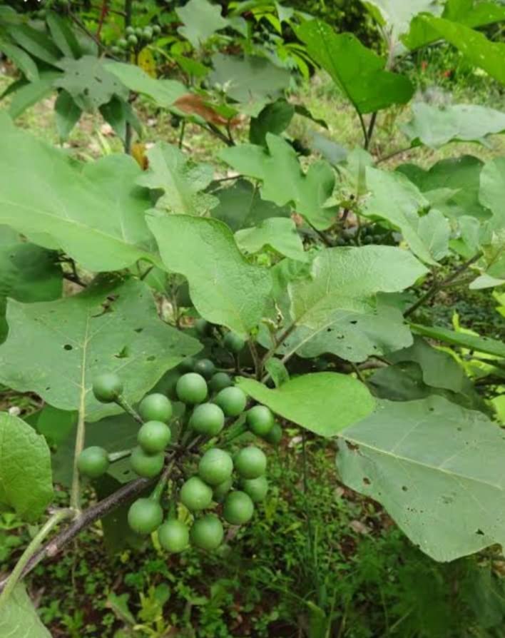 See full amazon price history chart for Sundakka chedi/Turkey Berry/Kundene Kayi Healthy Live Vegetable Plant - 1 No Sundakka chedi/Turkey Berry/Kundene Kayi Healthy Live Vegetable Plant - 1 No (B0BR82CFXH) Amazon Price History, Amazon Price Tracker