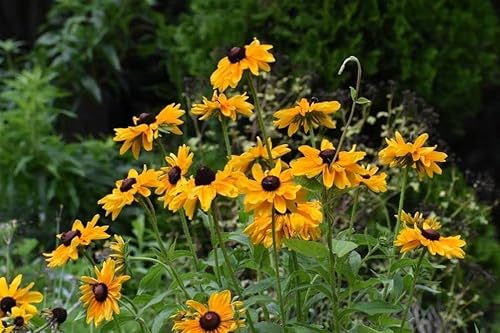 Miniatura 5 de 0.18 oz Mixto de Ojos Negros Susan (Thunbergia Alata) Semillas Flores Decoración Jardín