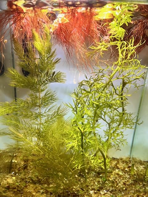 Shrimp & Fry Haven Pack &ndash; Guppy Grass, Hornwort, and Java Moss &ndash; Live Aquarium Plants for...