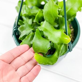 Amazon.co.jp: PLANCHU 観葉植物 エピフィルム グアテマレンシス 5号