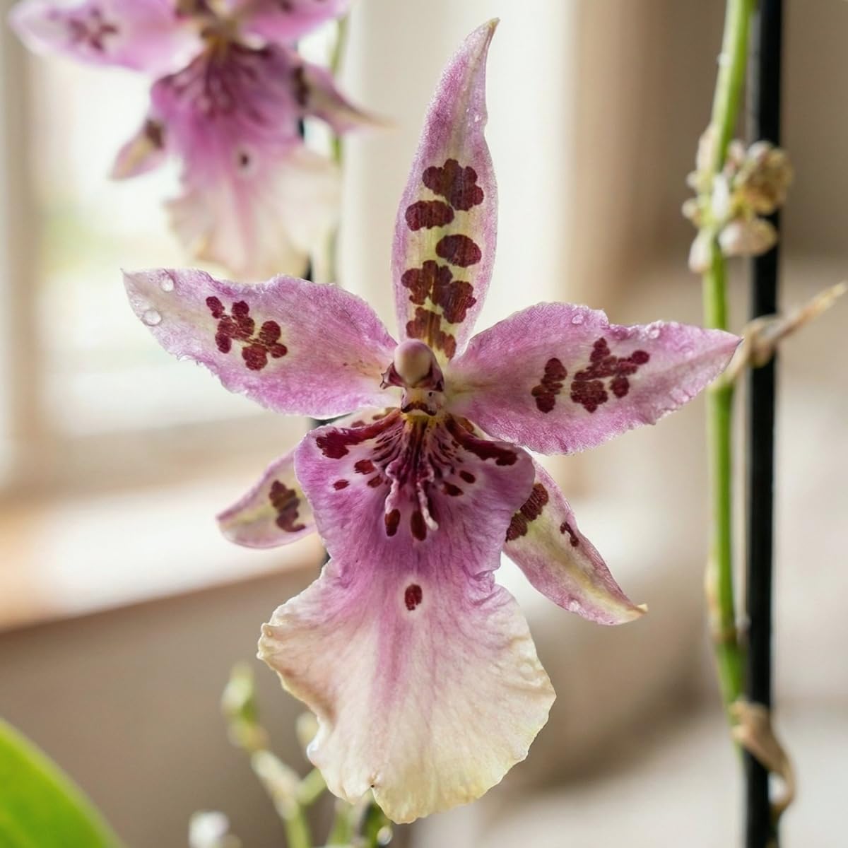 Orchideen Echte Pflanzen Beallara Peggy Ruth - 2 große Zimmerpflanzen aus Holland - 30-40 cm hoch - mit Blüten und leicht duftend (Nicht künstlich, ohne Dünger und Topf, kein Samen, nicht winterhart)