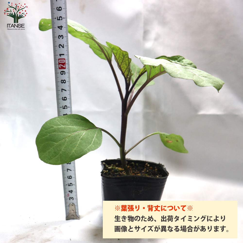 Amazon.co.jp: ITANSE なすの苗 タイナス 自根苗 3～3.5号【品種