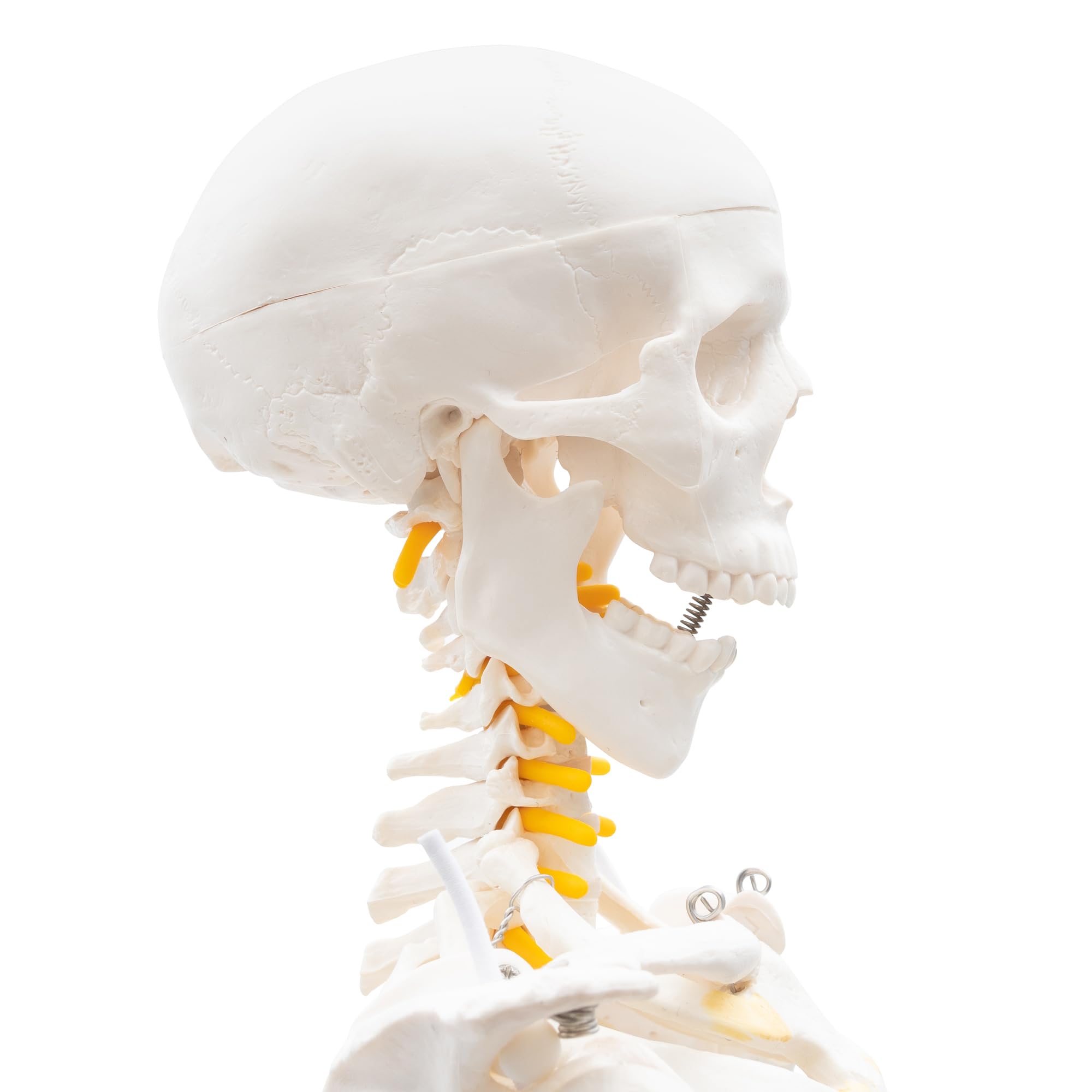 Cranstein A-130 Mini Skelett 85cm mit Spinalnerven | Kleines Skelett Anatomie Modell | für Studenten bzw Medizin Studium | als Geschenk