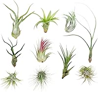 Vista 19 de 4 Live Air Plants, Hand Selected Assorted Variety of Species, Tropical Houseplants for Home Décor and DIY Terrariums (4-Pack)