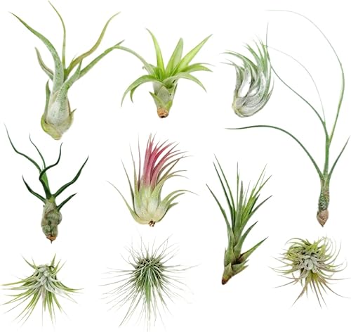 Miniatura 19 de 4 Live Air Plants, Hand Selected Assorted Variety of Species, Tropical Houseplants for Home Décor and DIY Terrariums (4-Pack)