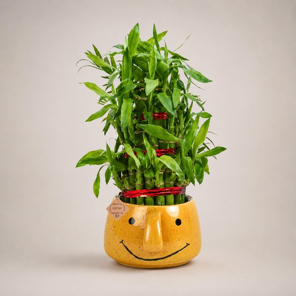 Abana Homes Bamboo Plant Indoor With Pot - 3 Layer Lucky Bamboo Plant With Smiley Ceramic Pot - Best Gift-image-32