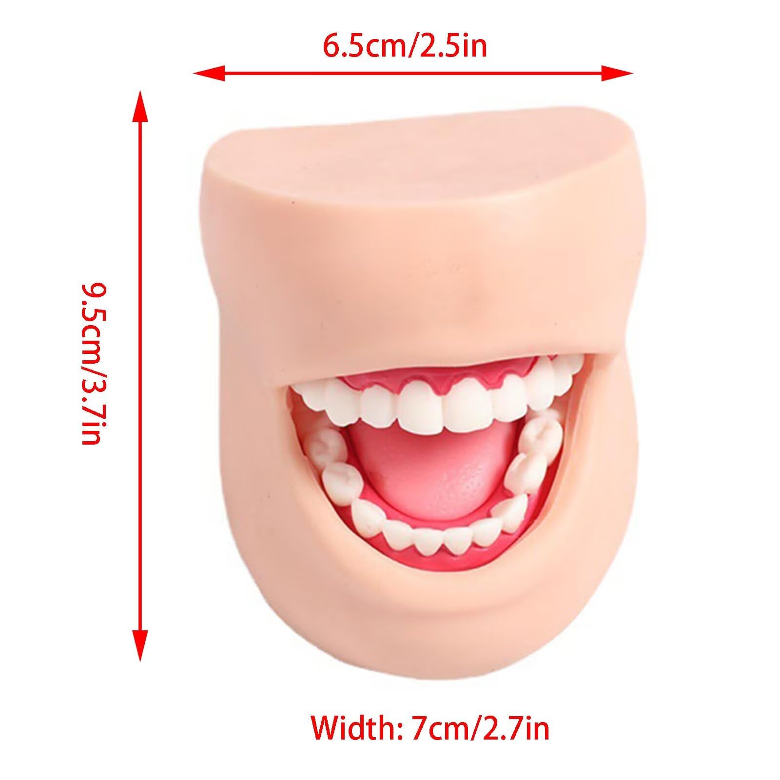 Modelo para Dentistas-Modelos Dentales Humanos De Resina para Demostraciones OdontolóGicas.