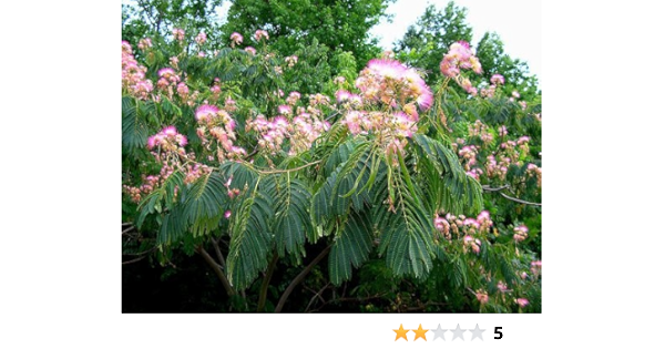 powder puff tree seeds