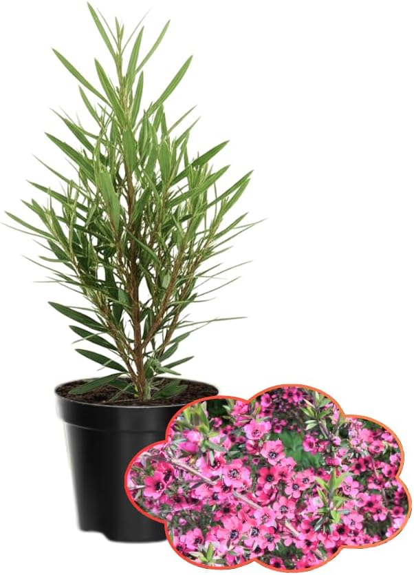 Manuka Tea Tree Plant, Pink Leptospermum Tree Live Plant, 4 to 7 Inc Long, Bush Plants for Growing