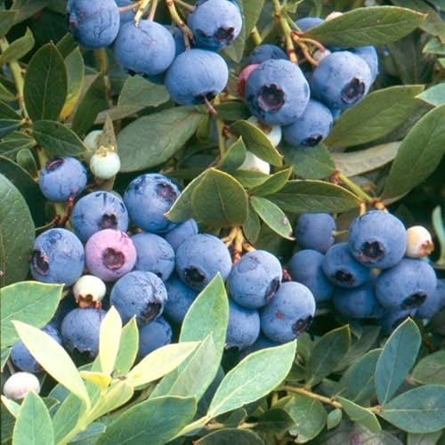 HPGS 2 Live Sunshine Blue Blueberry Plants 6-8"" Tall | Vaccinium ""Sunshine Blue"" Garden Plant, Green, Blue, Pink