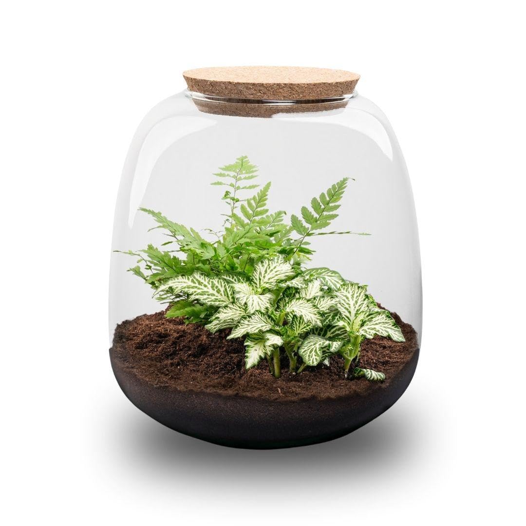 Terrario de Plantas de Cristal, Kit DIY de Interior, Verde, 20x19 cm