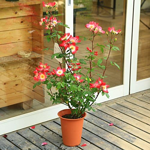 Amazon 植木 鉢花 四季咲きつるバラ ｃｌ 薔薇 コクテール カクテル 観葉植物 オンライン通販
