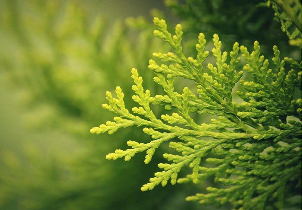 Thuja Green Giant - Size: 3-4', Live Plant, Includes Special Blend Fertilizer & Planting Guide