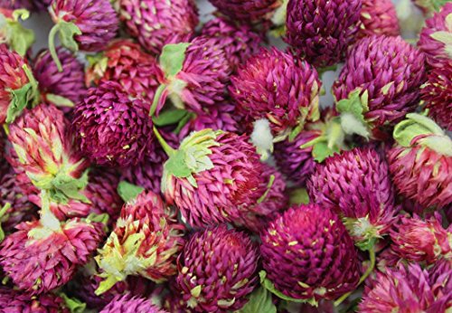 Flores secas Gomphrena globosa 4 OZ Pack de 2 miniatura 4