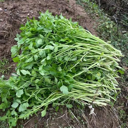 semillas de berro semillas organicas berro jardín de interior resistentes al exterior, balcón resistentes 400pcs