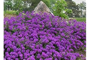 50+ Moss Verbena Groundcover Seeds