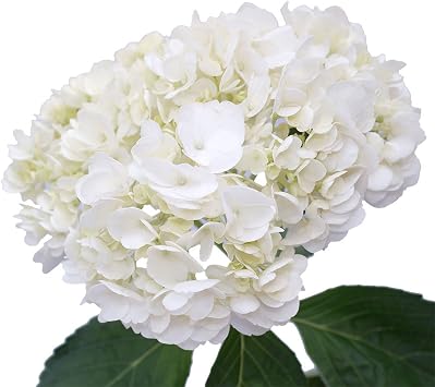 GlobalRose 20 White Hydrangea Flowers Responsibly Sourced Hand-Picked Fresh Bouquet for Graduation, Anniversary, Birthday & Special Occasions